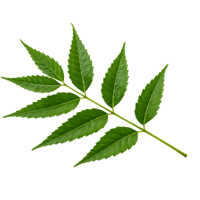 Neem